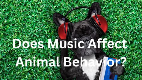 Does Music Affect On Animal Behavior? How Can We Tell If Animals Like Mozart?